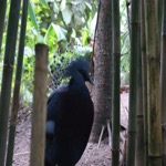 Victoria Crowned Pigeon